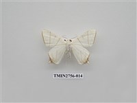 藏品(尺蛾325)的圖片